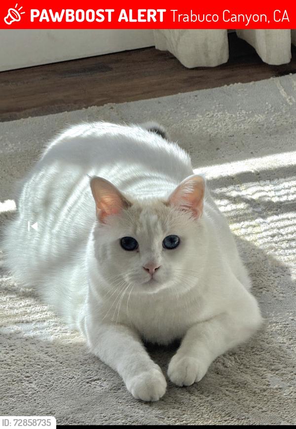 Lost Female Cat last seen Near Moccasin Trail Trabuco Canyon , Trabuco Canyon, CA 92679