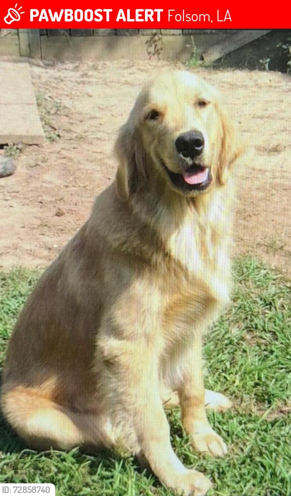 Lost Male Dog last seen Lee settlement/ hay hollow, Folsom, LA 70437
