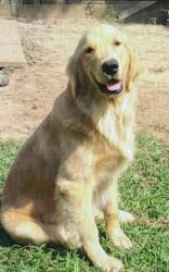 Lost Male Dog last seen Lee settlement/ hay hollow, Folsom, LA 70437