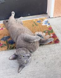 Found/Stray Male Cat last seen Providence Lakes/Kings , Brandon, FL 33511