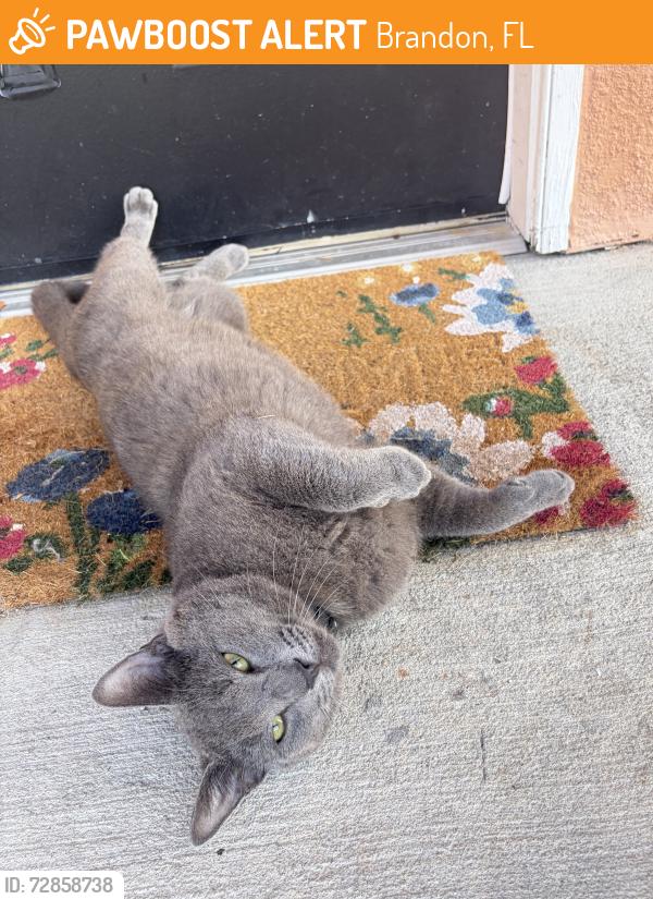 Found/Stray Male Cat last seen Providence Lakes/Kings , Brandon, FL 33511