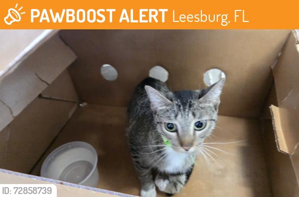 Found/Stray Female Cat last seen Bubbas crab and seafood, Leesburg, FL 34748