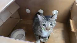 Found/Stray Female Cat last seen Bubbas crab and seafood , Leesburg, FL 34748