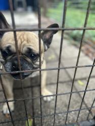 Found/Stray Male Dog last seen Orange park, Clay County, FL 32079