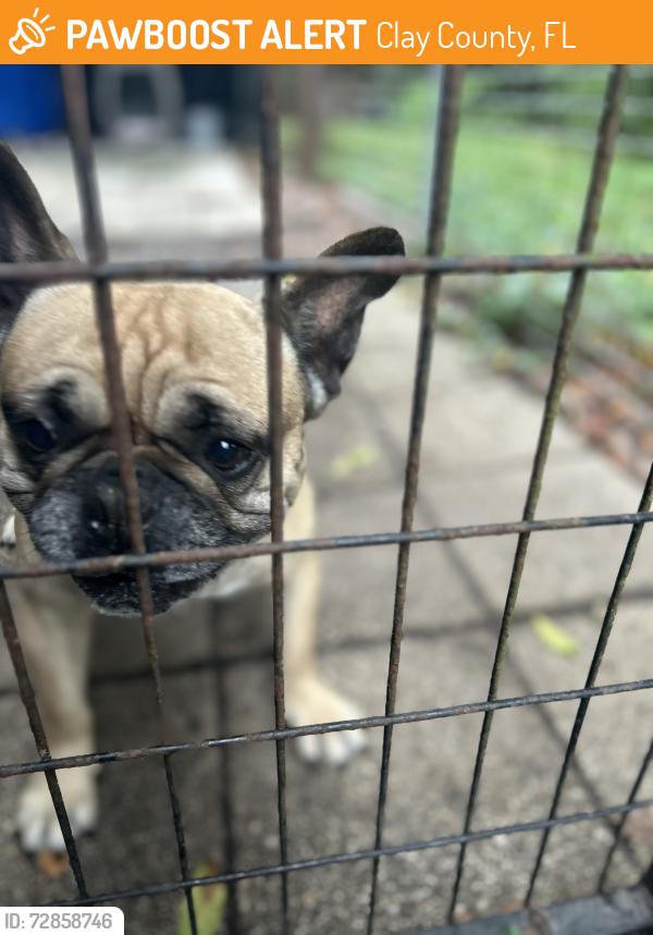 Found/Stray Male Dog last seen Orange park, Clay County, FL 32079