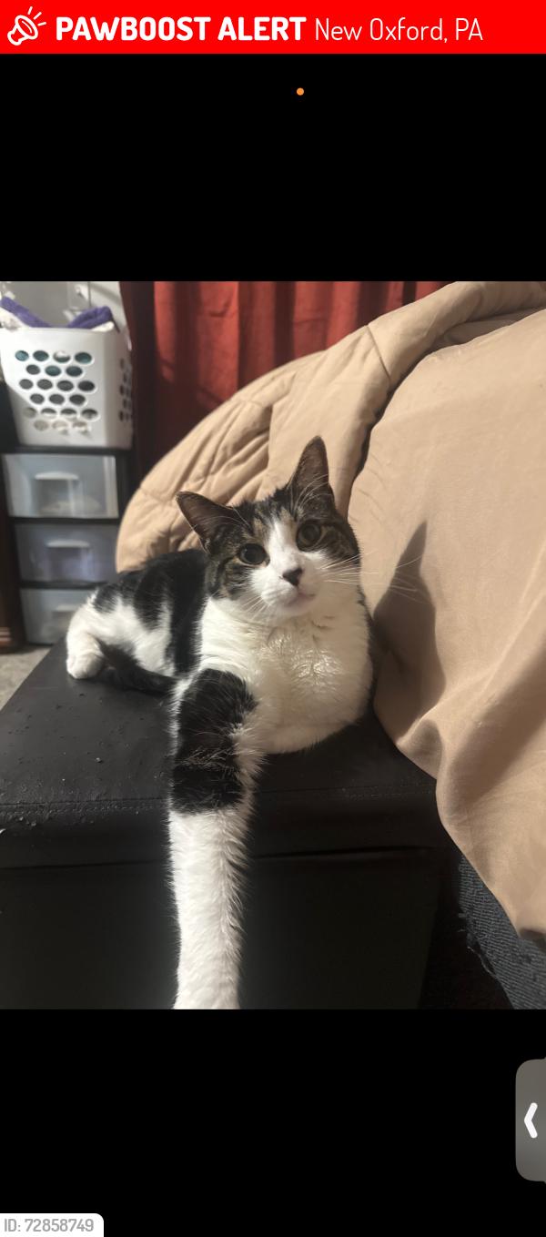 Lost Male Cat last seen Near Erin ct new Oxford , New Oxford, PA 17350