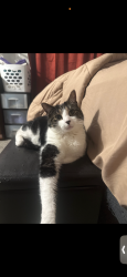 Lost Male Cat last seen Near Erin ct new Oxford , New Oxford, PA 17350
