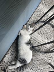 Lost Male Cat last seen Laurel Street, Hound Ears Community, Boone, NC 28607
