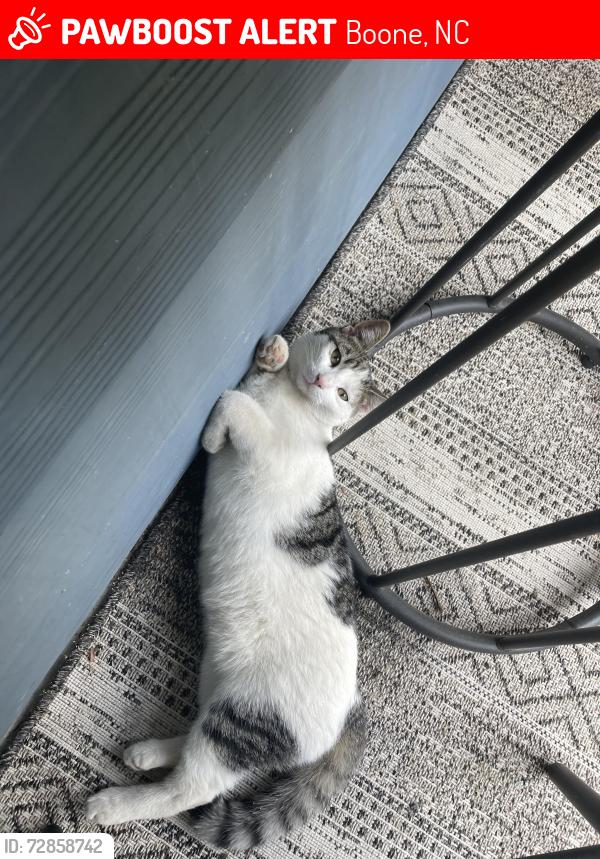 Lost Male Cat last seen Laurel Street, Hound Ears Community, Boone, NC 28607