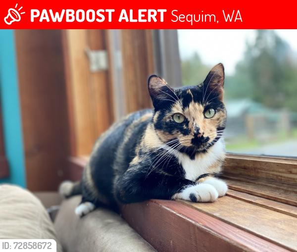 Lost Female Cat last seen Near Jamestown road, Sequim, WA 98382