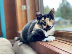 Lost Female Cat last seen Near Jamestown road, Sequim, WA 98382