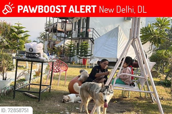 Lost Female Dog last seen G-1349 cr park , New Delhi, DL 110019