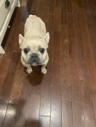 Lost Female Dog last seen Near w , Salt Lake City, UT 84129