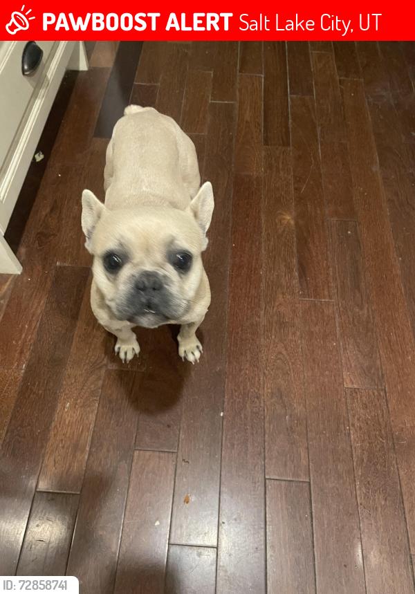 Lost Female Dog last seen Near w , Salt Lake City, UT 84129