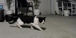 Found/Stray Unknown Cat last seen Nash street, Riverside, CA 92501