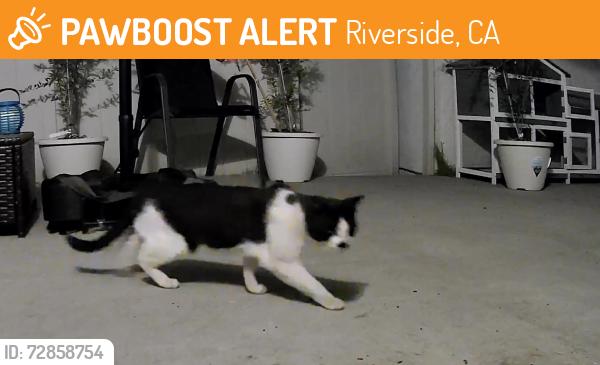 Found/Stray Unknown Cat last seen Nash street, Riverside, CA 92501