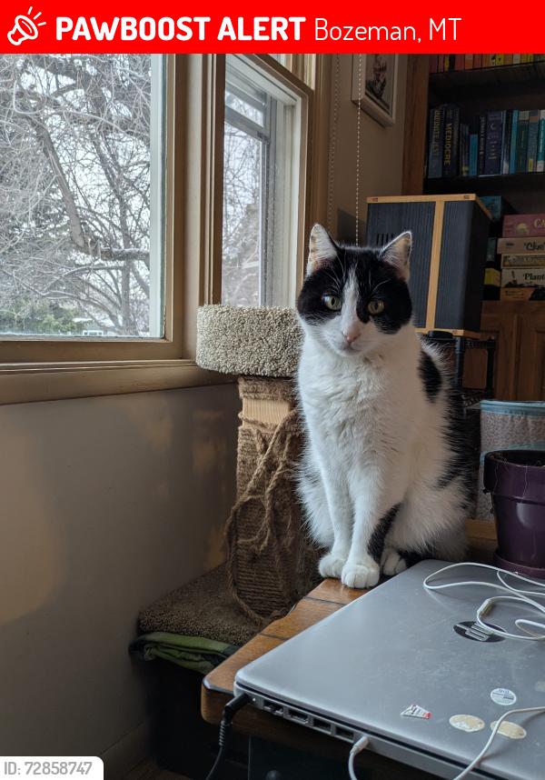 Lost Male Cat last seen Near n Pinecrest Dr Bozeman Mt 59715, Bozeman, MT 59715