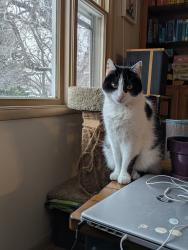 Lost Male Cat last seen Near n Pinecrest Dr Bozeman Mt 59715, Bozeman, MT 59715