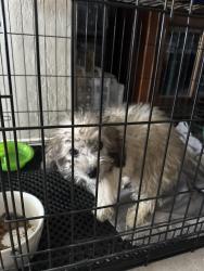 Found/Stray Female Dog last seen Blue rose st and Summer Lily ave, North Las Vegas, NV 89081