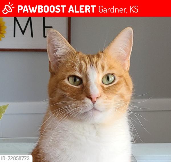 Lost Male Cat last seen Nashua and Windsor , Gardner, KS 66030