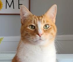 Lost Male Cat last seen Nashua and Windsor , Gardner, KS 66030