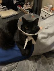 Lost Male Cat last seen Langley BC Douglous Park area, Langley, BC V3A 2G1