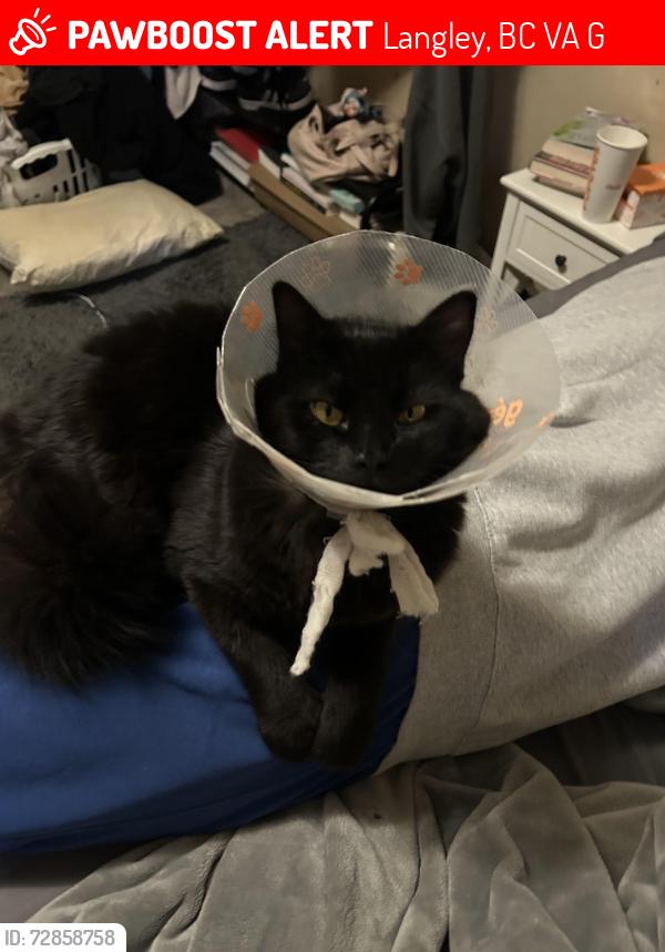 Lost Male Cat last seen Langley BC Douglous Park area, Langley, BC V3A 2G1