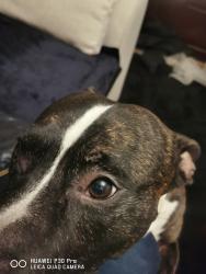 Lost Male Dog last seen Castleford , West Yorkshire, England WF10