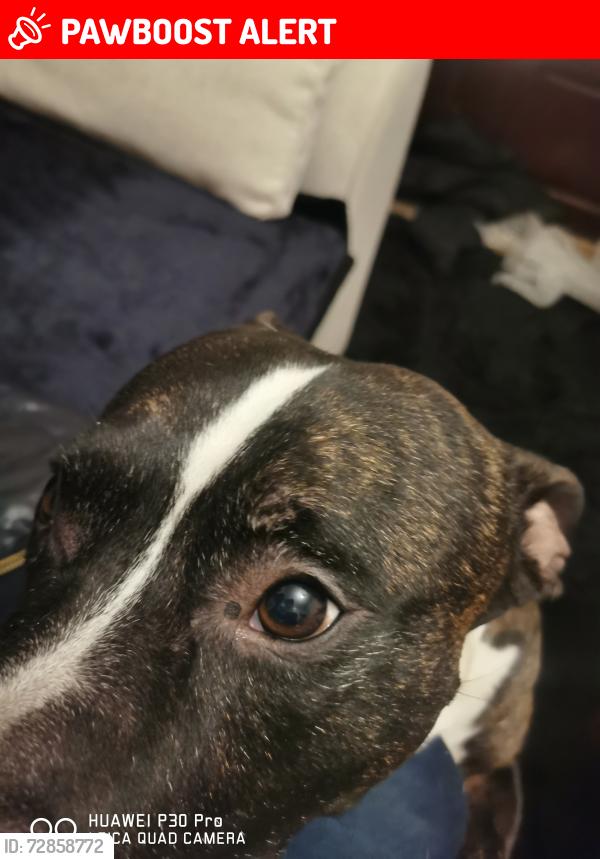 Lost Male Dog last seen Castleford , West Yorkshire, England WF10