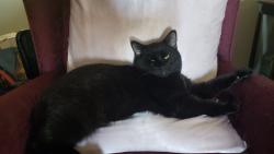Lost Male Cat last seen Royal palms mobile  park, Bakersfield, CA 93301