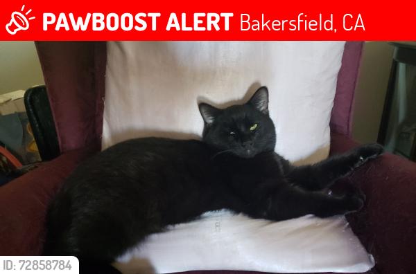 Lost Male Cat last seen Royal palms mobile  park, Bakersfield, CA 93301