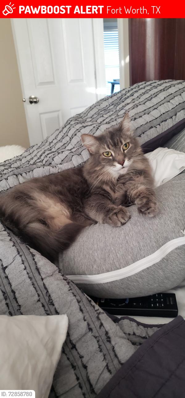 Lost Female Cat last seen Belle and Virginia, Fort Worth, TX 76107