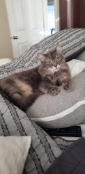 Lost Female Cat last seen Belle and Virginia, Fort Worth, TX 76107