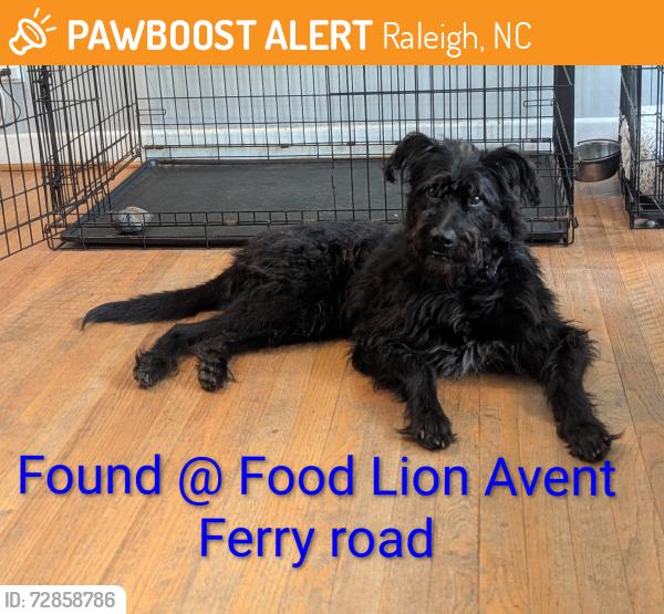 Found/Stray Male Dog last seen Gorman st, Raleigh, NC 27606
