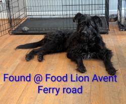 Found/Stray Male Dog last seen Gorman st, Raleigh, NC 27606