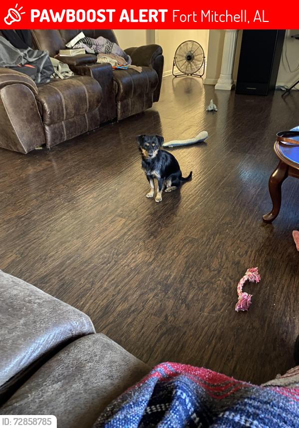 Lost Female Dog last seen Preakness Dr., Fort Mitc and Owens Road, Fort Mitchell, AL 36856