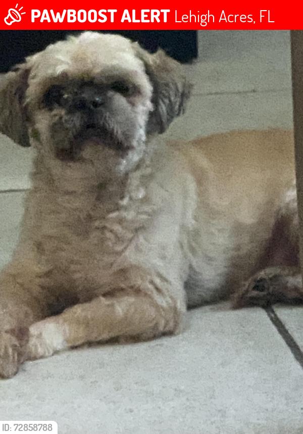 Lost Male Dog last seen Iron dale, Lehigh Acres, FL 33936