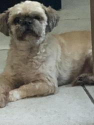 Lost Male Dog last seen Iron dale, Lehigh Acres, FL 33936