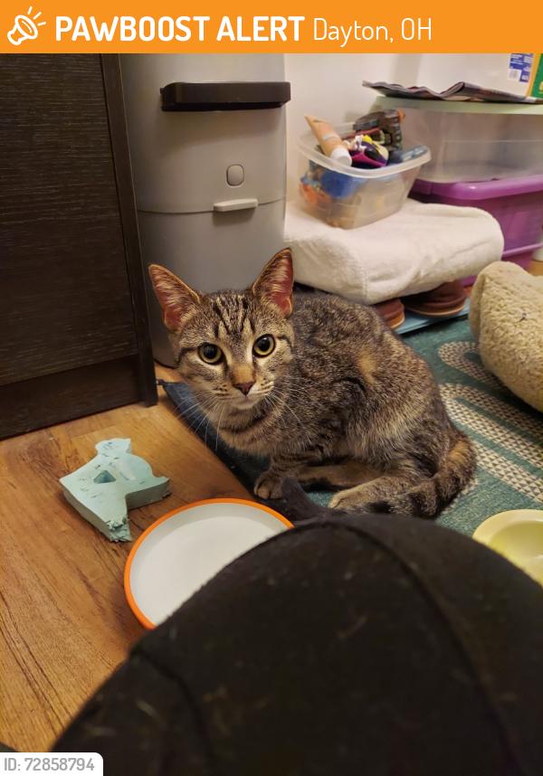 Found/Stray Unknown Cat last seen Beavertown Cemetery , Dayton, OH 45429