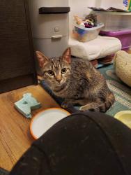 Found/Stray Unknown Cat last seen Beavertown Cemetery , Dayton, OH 45429