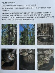 Found/Stray Female Cat last seen Vallely Drive and N Lakeview, Carrollwood, FL 33618