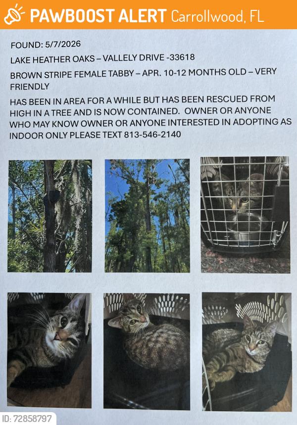 Found/Stray Female Cat last seen Vallely Drive and N Lakeview, Carrollwood, FL 33618