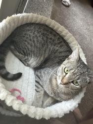 Lost Female Cat last seen In the complex, Albuquerque, NM 87120