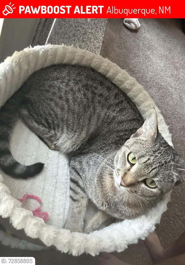Lost Female Cat last seen In the complex, Albuquerque, NM 87120
