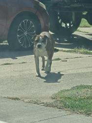 Found/Stray Male Dog last seen SE 34TH AND SHIELDS BOULEVARD, Oklahoma City, OK 73129