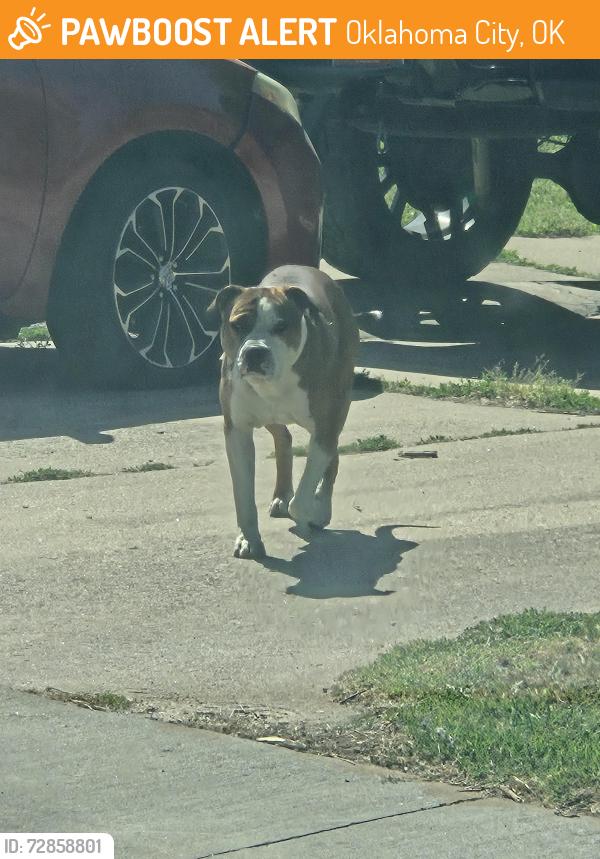 Found/Stray Male Dog last seen SE 34TH AND SHIELDS BOULEVARD, Oklahoma City, OK 73129