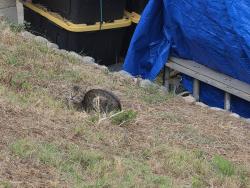 Found/Stray Unknown Cat last seen Dalesford and Inyo La Puente, CA, La Puente, CA 91744