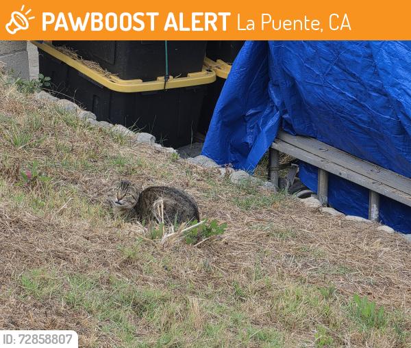 Found/Stray Unknown Cat last seen Dalesford and Inyo La Puente, CA, La Puente, CA 91744