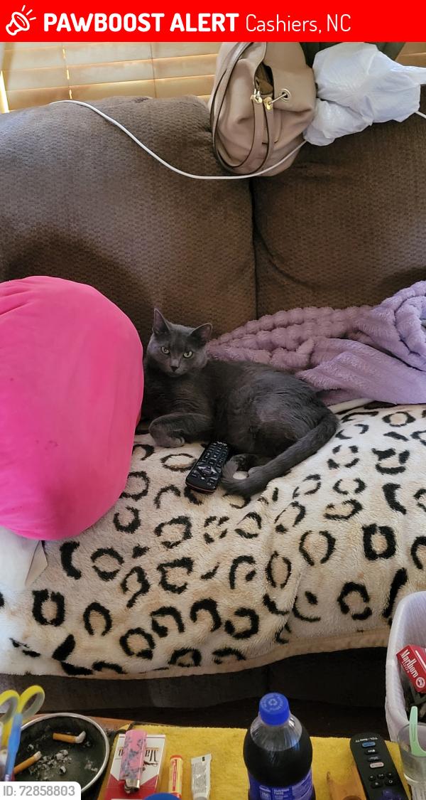 Lost Male Cat last seen Slab town pizza, Cashiers, NC 28717