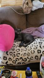Lost Male Cat last seen Slab town pizza, Cashiers, NC 28717